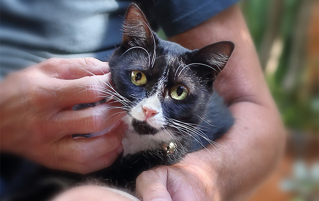 cat rehabilitation rspca queensland happy cat